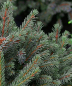 Preview: Picea glauca Conica 4